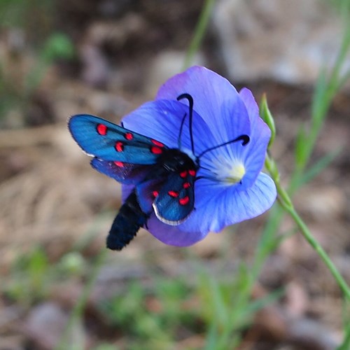 Zygaena lavandulae [L.]op RikenMon's Natuurgids