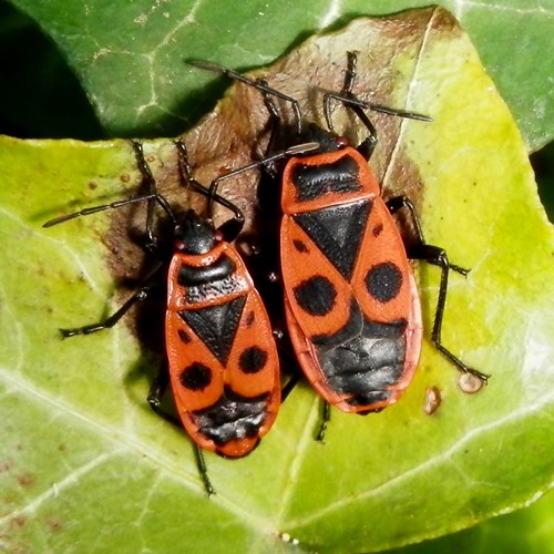 Pyrrhocoris apterus [L.]Em Nature-Guide de RikenMon