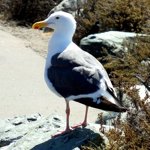 Great black-backed gullon RikenMon's Nature-Guide