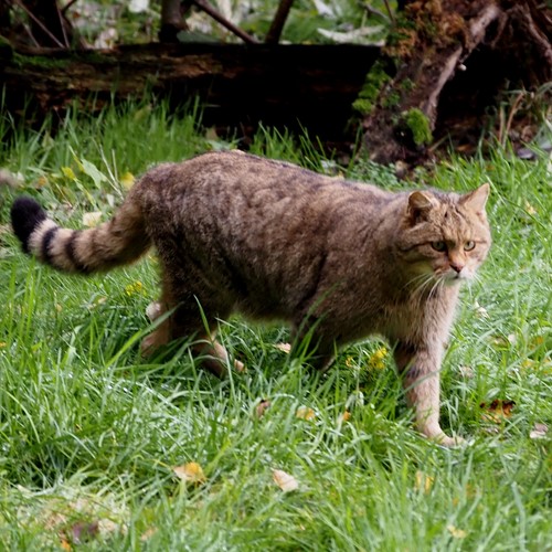 Gato montésEn la Guía-Naturaleza de RikenMon