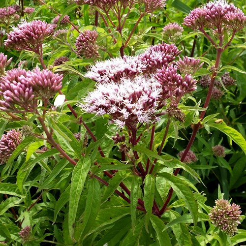 Eupatorium cannabinum [L.]En la Guía-Naturaleza de RikenMon