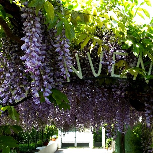 Wisteria sinensis [L.]su guida naturalistica di RikenMon