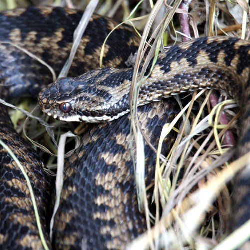 Vipera berus [L.]Em Nature-Guide de RikenMon