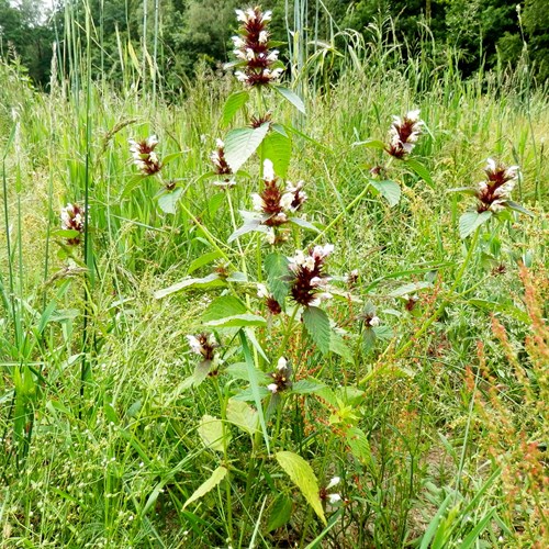 Galeopsis tetrahit [L.]在RikenMon的自然指南