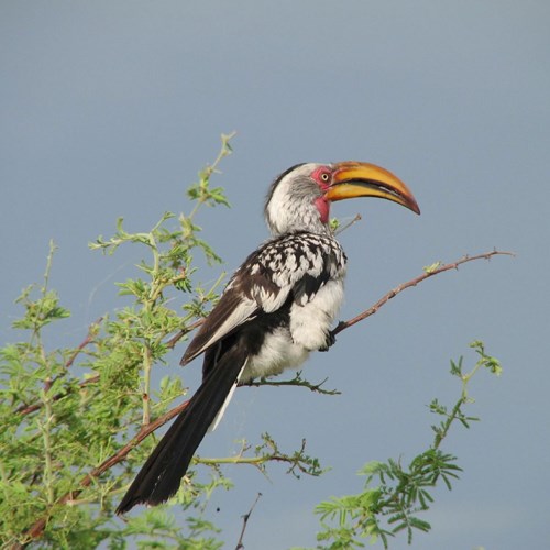 Southern yellow-billed hornbillon RikenMon's Nature-Guide