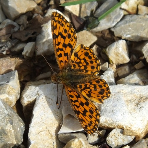 Boloria euphrosyne [L.]En la Guía-Naturaleza de RikenMon