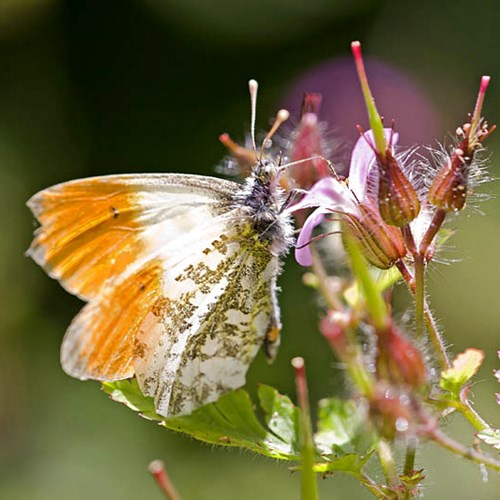 Anthocharis cardamines [L.]Em Nature-Guide de RikenMon