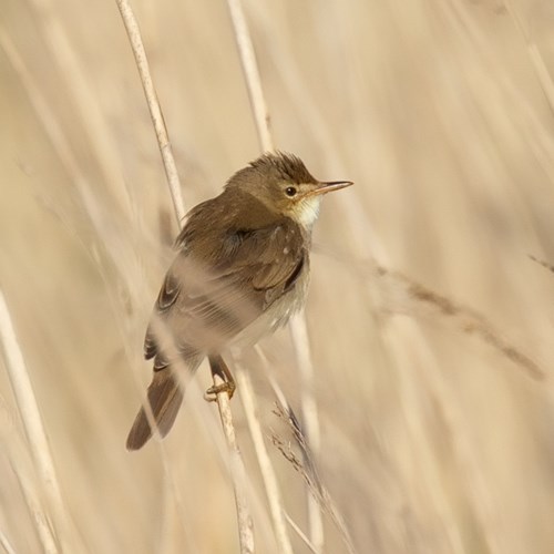 SumpfrohrsängerAuf RikenMons Nature-Guide