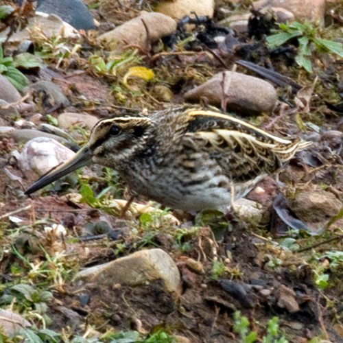 Bécassine sourdeSur le Nature-Guide de RikenMon