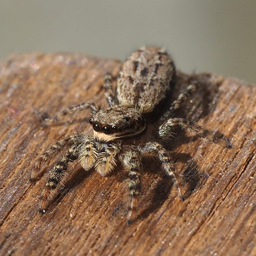 Marpissa muscosa [L.]su guida naturalistica di RikenMon