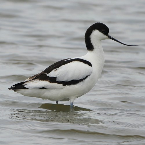 Avocette éléganteSur le Nature-Guide de RikenMon