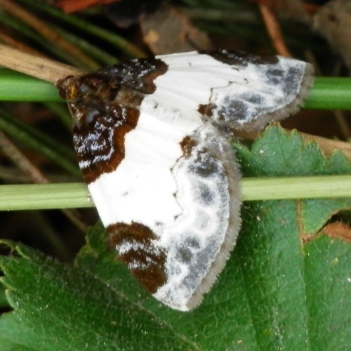 Mesoleuca albicillata [L.]su guida naturalistica di RikenMon