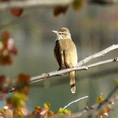 Canapino maggioresu guida naturalistica di RikenMon