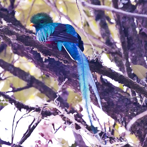 Quetzal guatemaltecoEn la Guía-Naturaleza de RikenMon