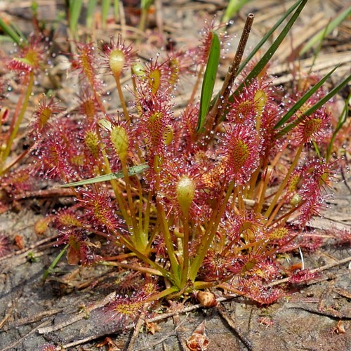 Drosera intermedia [L.]En la Guía-Naturaleza de RikenMon