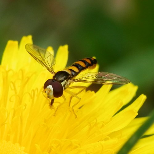 Sphaerophoria scripta [L.]En la Guía-Naturaleza de RikenMon