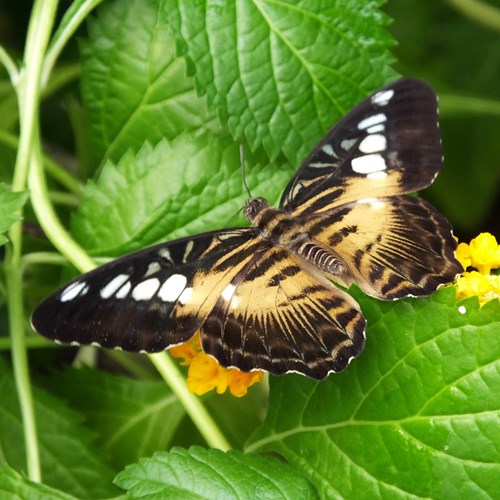 Parthenos sylvia [L.]En la Guía-Naturaleza de RikenMon