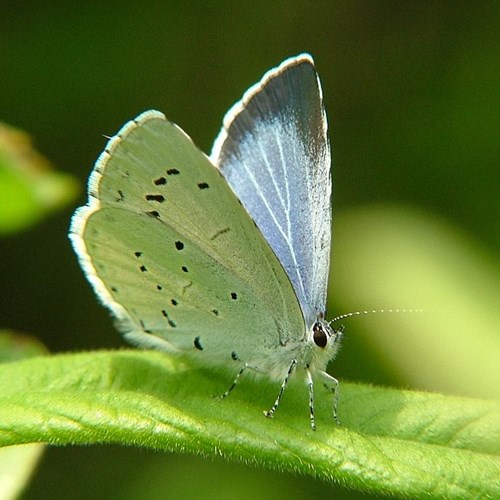 Boomblauwtjeop RikenMon's Natuurgids