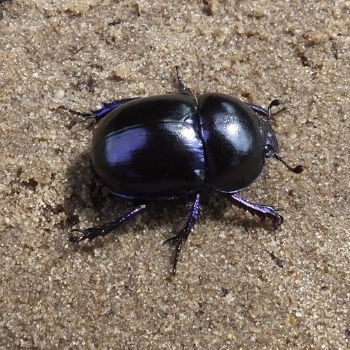 Voorjaarsmestkeverop RikenMon's Natuurgids