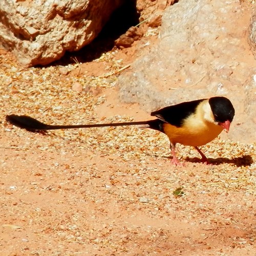 Shaft-tailed whydahon RikenMon's Nature-Guide