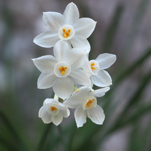 Narcissus papyraceus [L.]在RikenMon的自然指南