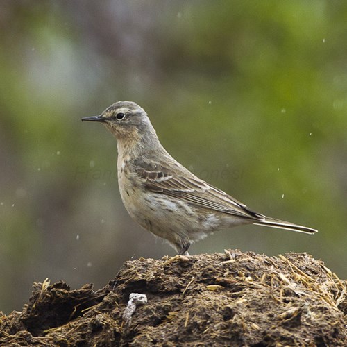 Bisbita alpinoEn la Guía-Naturaleza de RikenMon