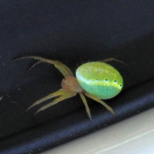 Cucumber green spideron RikenMon's Nature-Guide