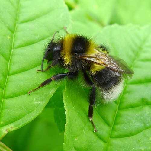 Bombus hortorum [L.]En la Guía-Naturaleza de RikenMon