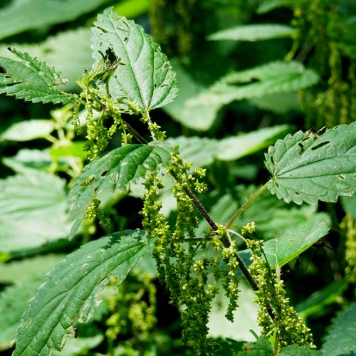 Grote brandnetelop RikenMon's Natuurgids