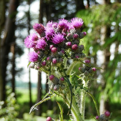 Cirsium palustre [L.]在RikenMon的自然指南