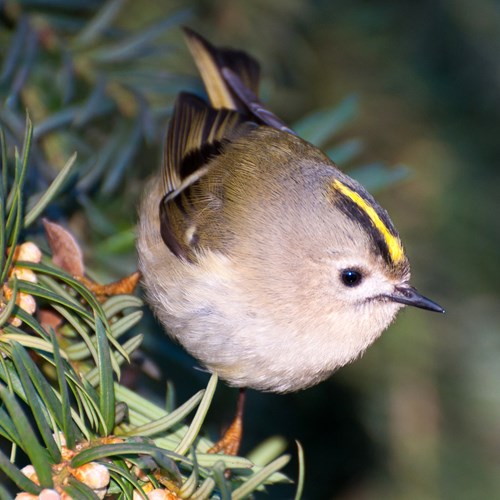 WintergoldhähnchenAuf RikenMons Nature-Guide