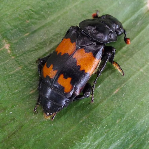 Nicrophorus vespillo [L.]Sur le Nature-Guide de RikenMon