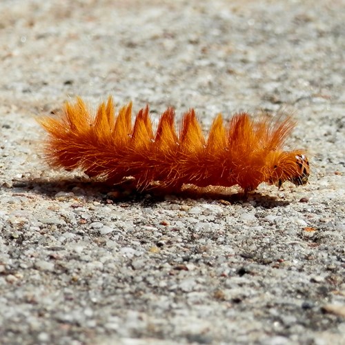 Acronicta aceris [L.]Em Nature-Guide de RikenMon