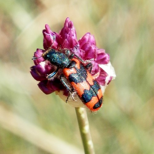 Trichodes apiarius [L.]su guida naturalistica di RikenMon