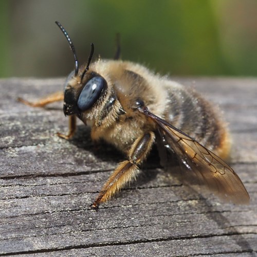 Xylocopa cantabrita [L.]Sur le Nature-Guide de RikenMon