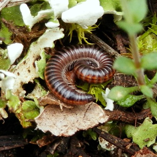 Ommatoiulus sabulosus [L.]на Nature-Guide RikenMon в