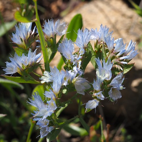 Limonium lobatum [L.]op RikenMon's Natuurgids