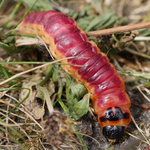 Mariposa de taladro rojoEn la Guía-Naturaleza de RikenMon