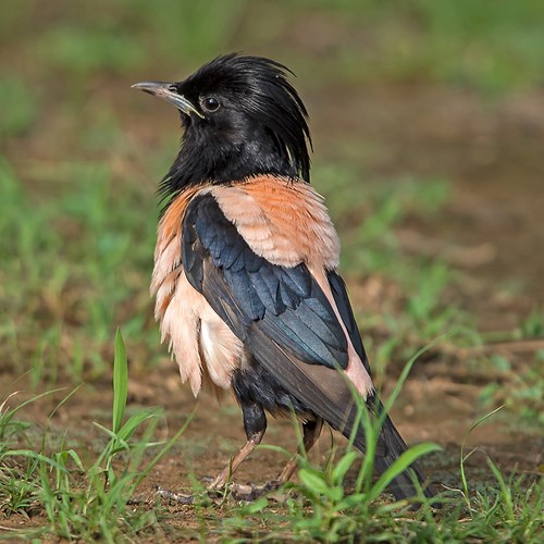 粉红椋鸟在RikenMon的自然指南