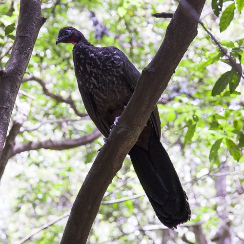 Kuifsjakohoenop RikenMon's Natuurgids