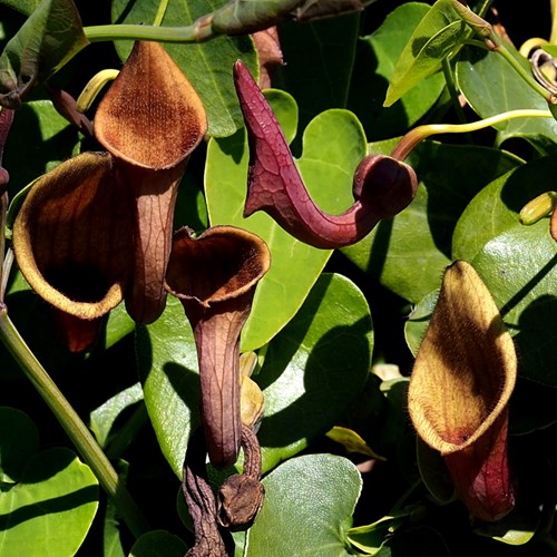 Aristolochia baetica [L.]En la Guía-Naturaleza de RikenMon