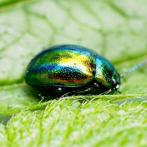 Chrysolina fastuosa [L.]su guida naturalistica di RikenMon