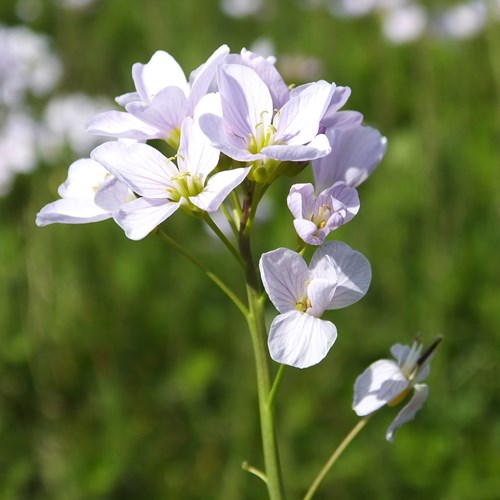 Cardamine pratensis [L.]En la Guía-Naturaleza de RikenMon