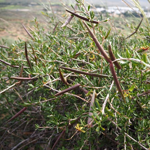 Periploca angustifolia [L.]Sur le Nature-Guide de RikenMon
