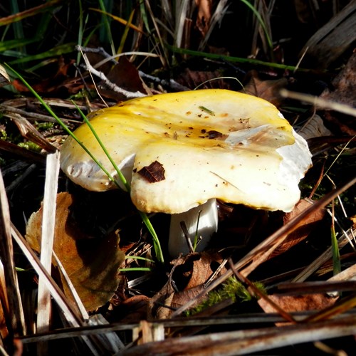 Russula ochroleuca [L.]su guida naturalistica di RikenMon