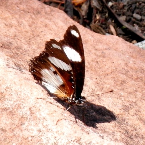 Hypolimnas misippus [L.]En la Guía-Naturaleza de RikenMon