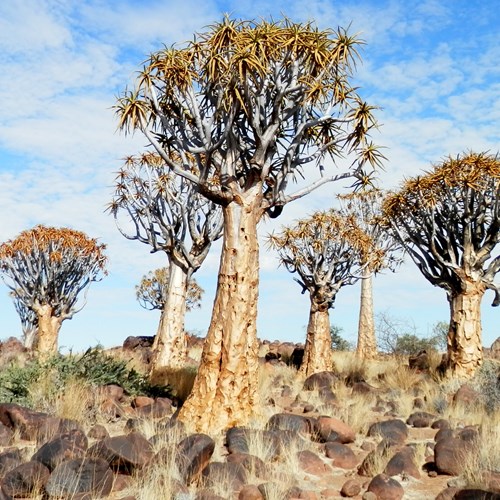 Albero faretrasu guida naturalistica di RikenMon