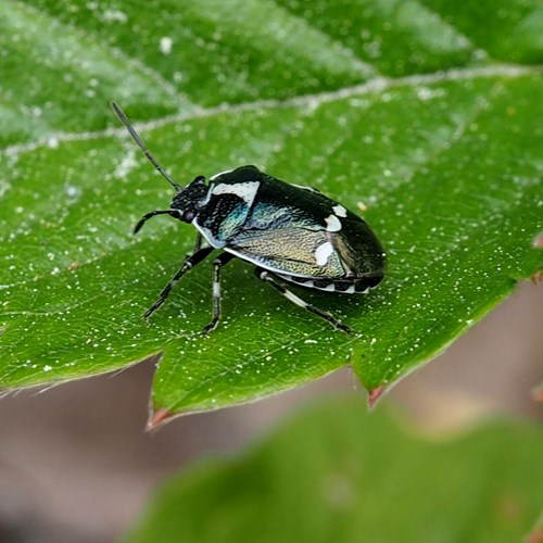 Eurydema oleracea [L.]En la Guía-Naturaleza de RikenMon