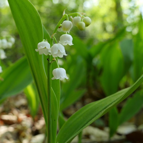 Convallaria majalis [L.]En la Guía-Naturaleza de RikenMon