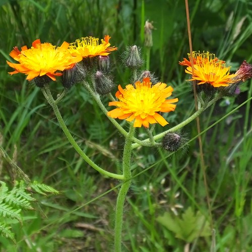 Hieracium aurantiacum [L.]En la Guía-Naturaleza de RikenMon